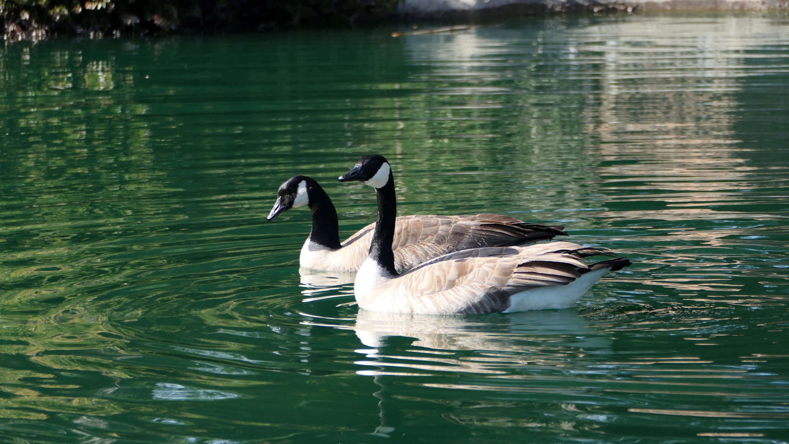 Garden fauna geese
