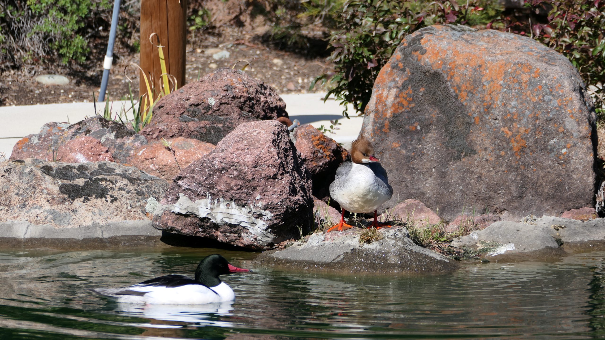 Garden map fauna Ducks